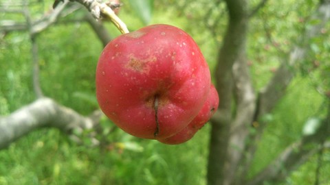 The Cherry Apples