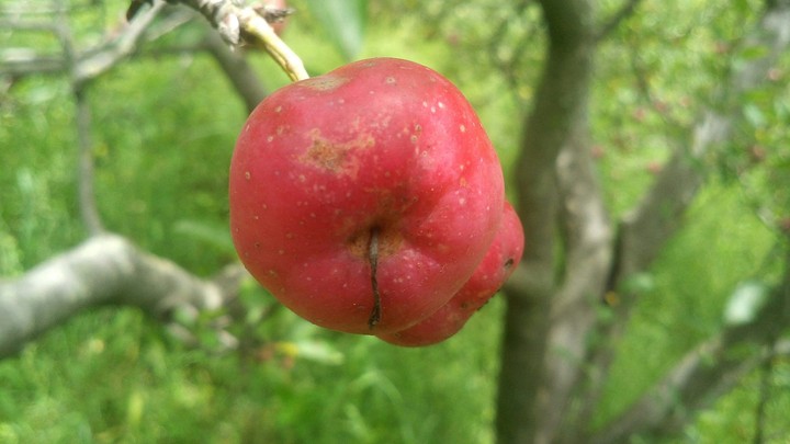 The Cherry Apples