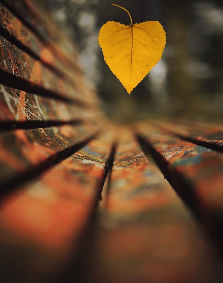 ⚂✴Autumn⚂✴cross the line✔