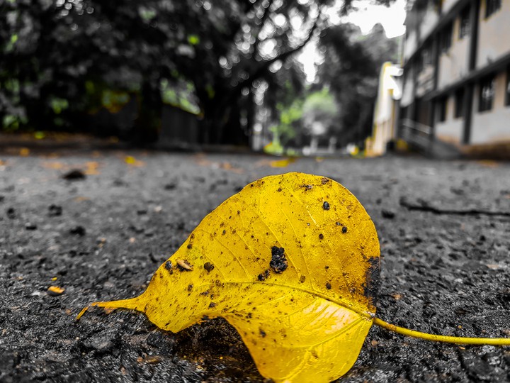 lonely life