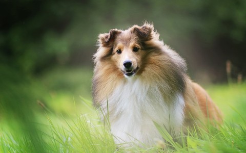 fonds d'écran canidae, collie