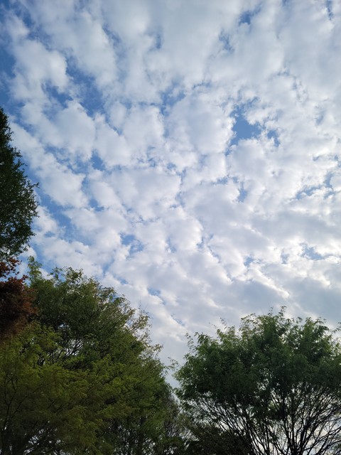 обои Cumulus, branch