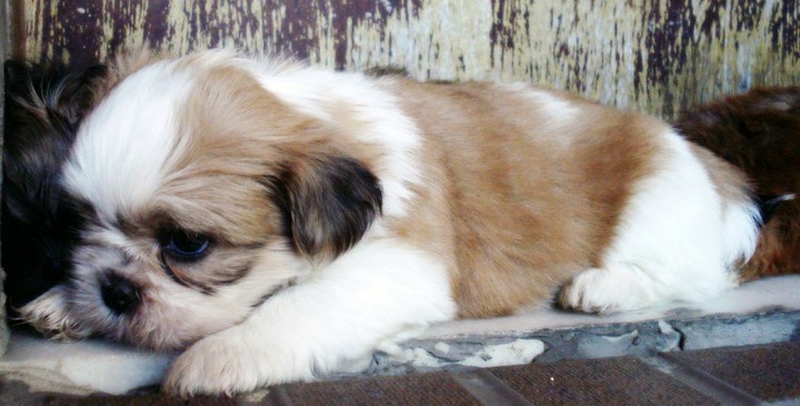 Lhasa-apso puppy dog