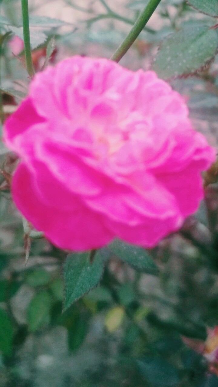 Pink rose