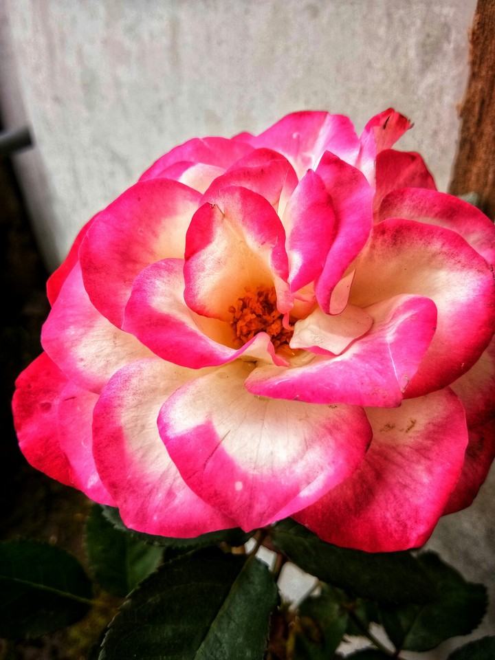 rose