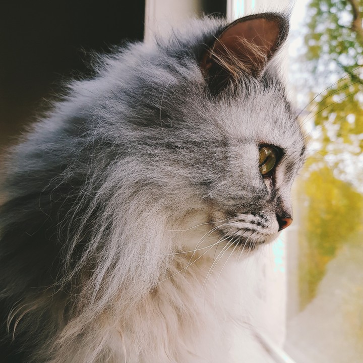 Кот Федя