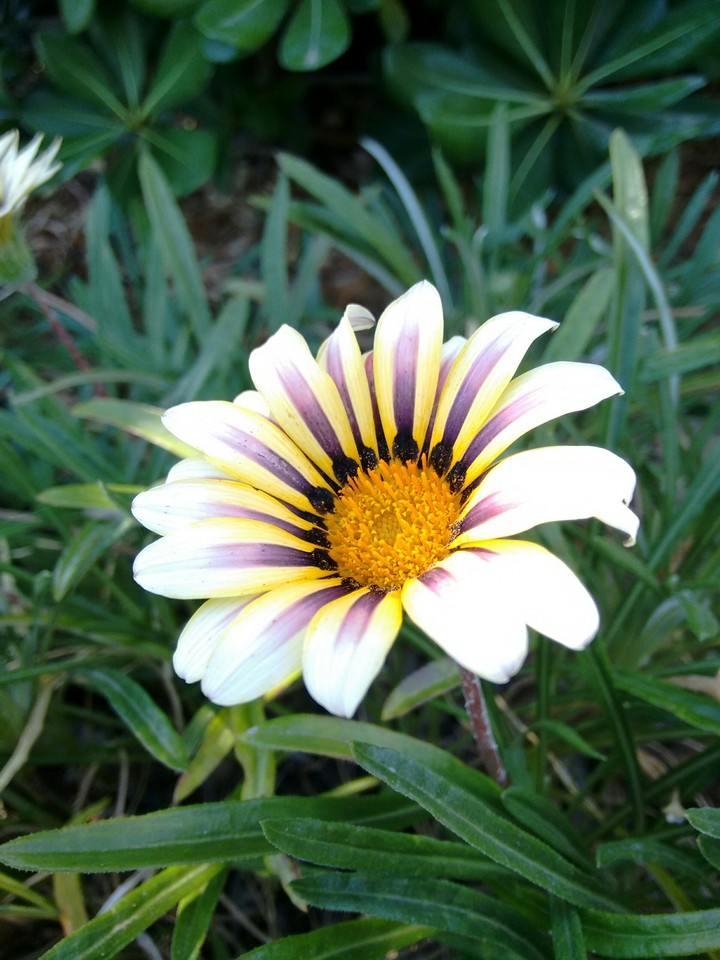 yellow-purple