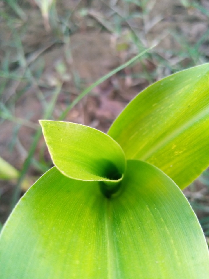 Grass