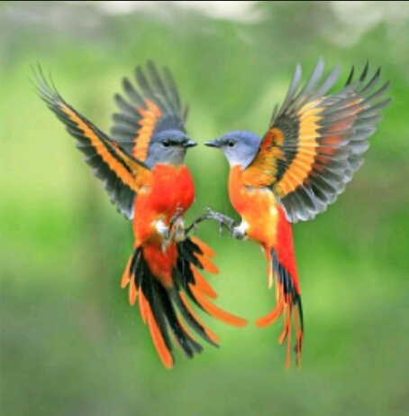 colibri