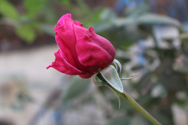 pink rose