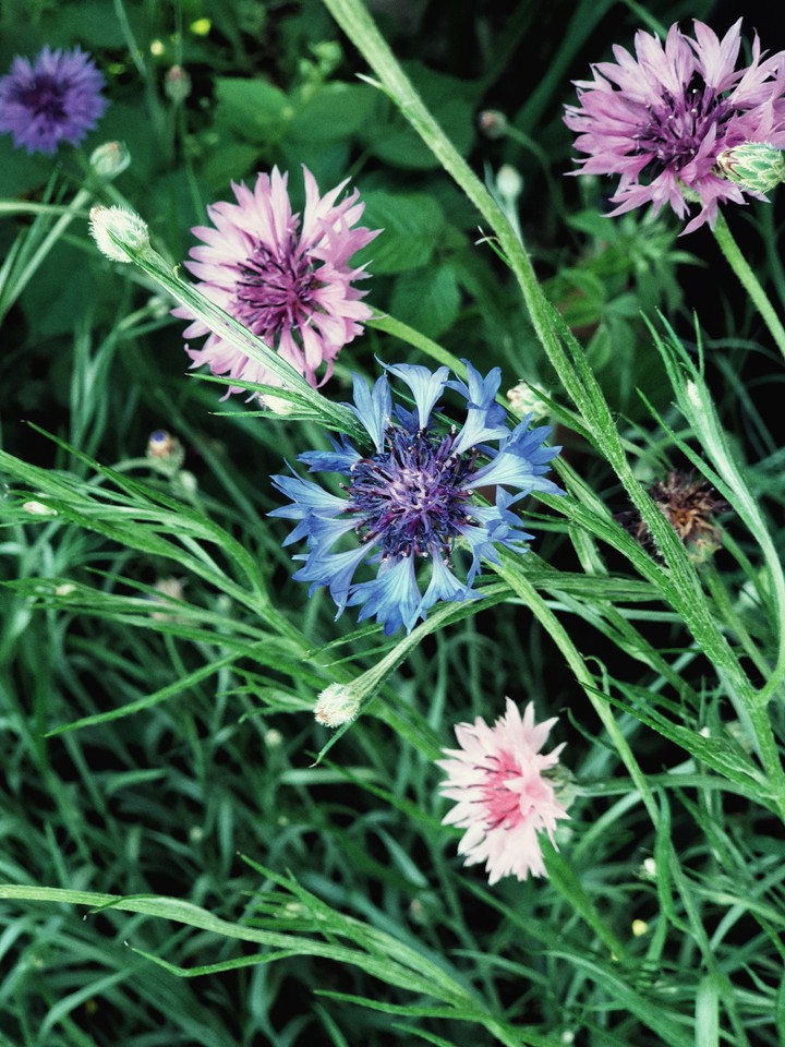 Cyanus segetum Hill