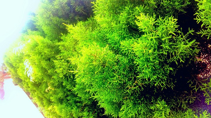 Bushes