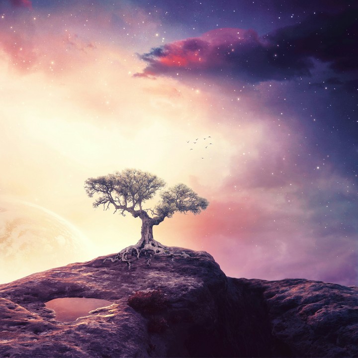 alon.tree