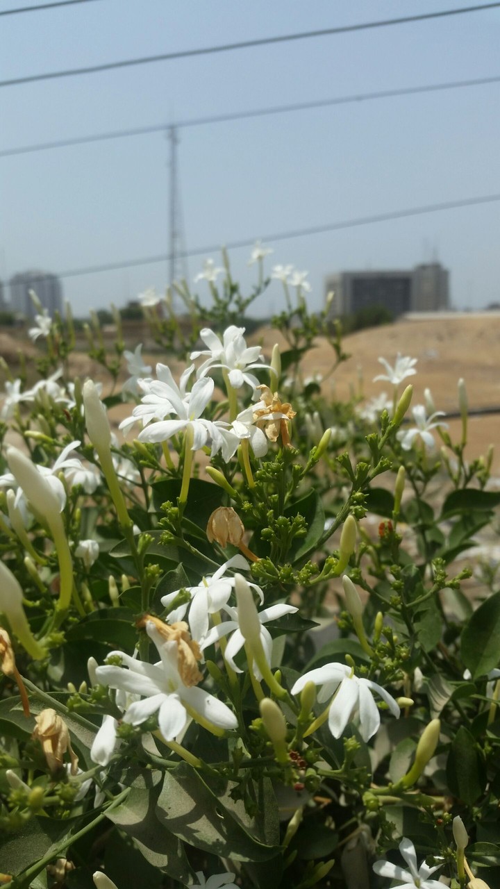 flowers