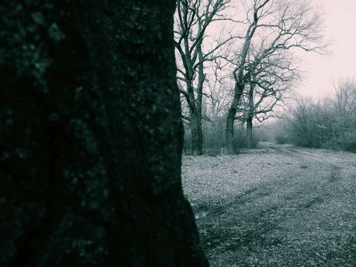 Mystic forest