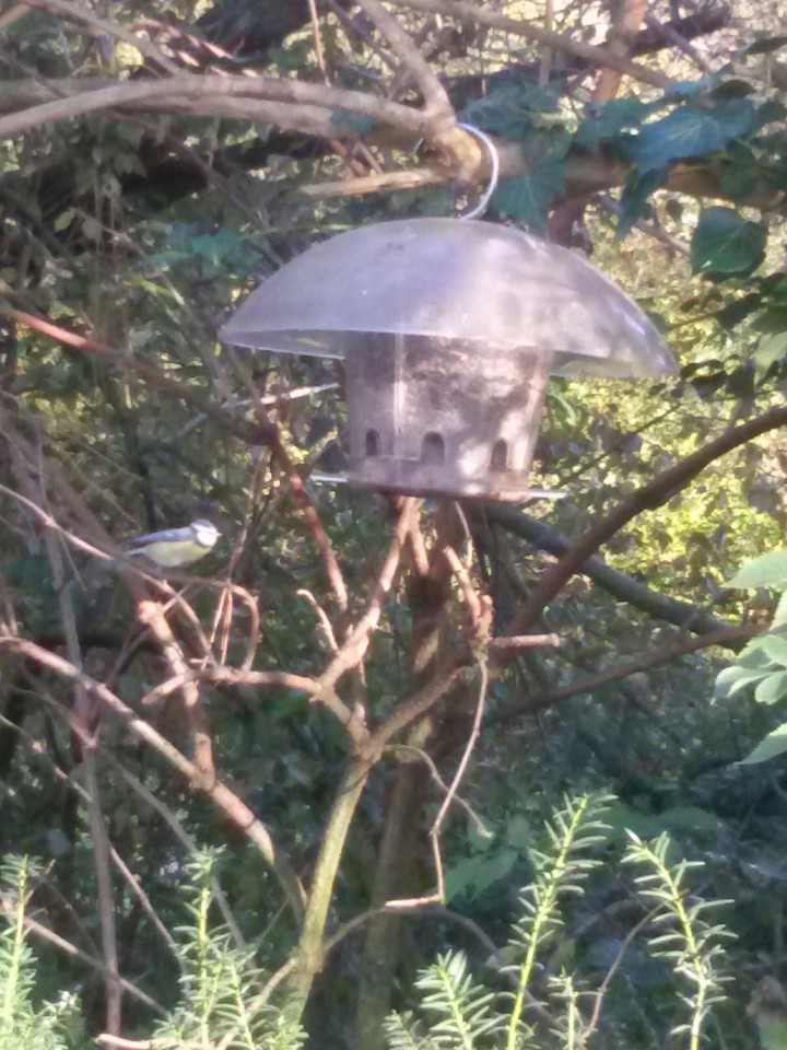 Birdie'Paradise :-D