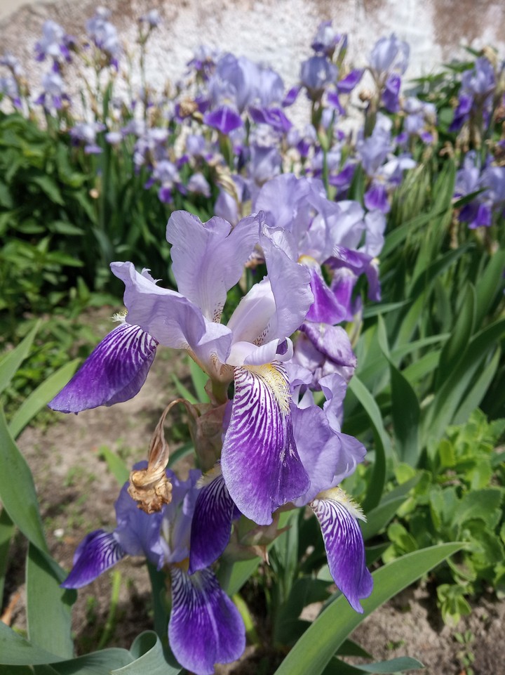 flowers