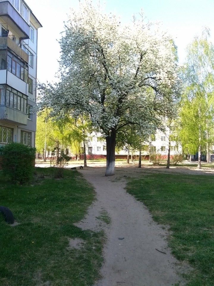 Вишня