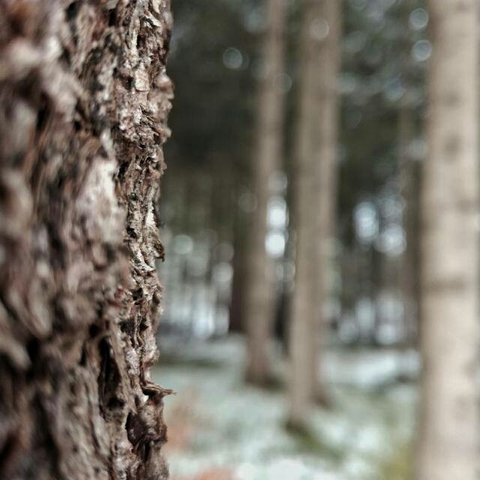 тапети plant, birch