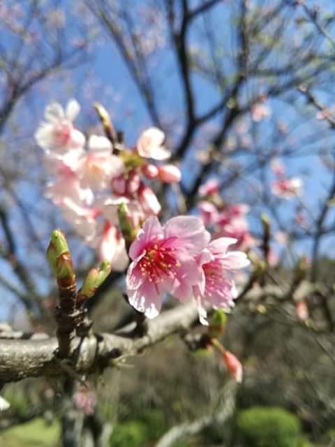 flor