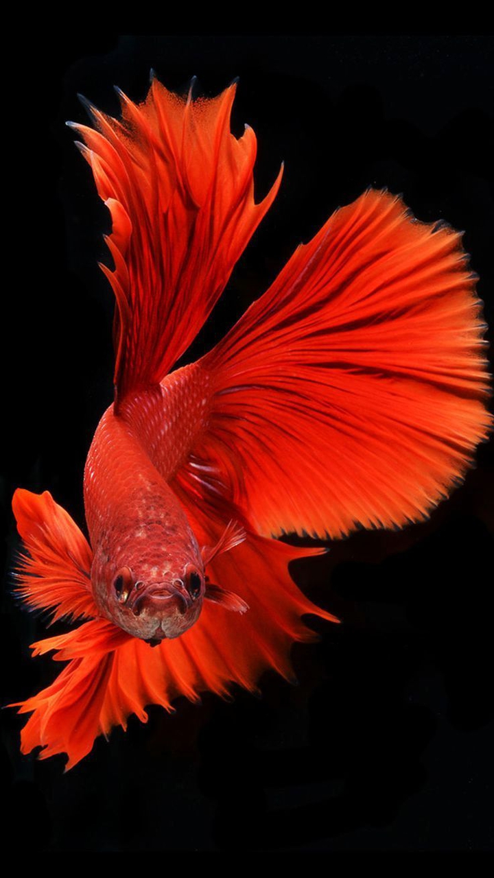 red betta fish