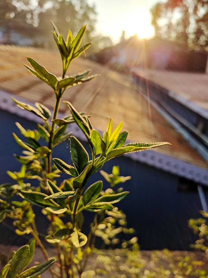 Mornings give us a golden ray of hope!