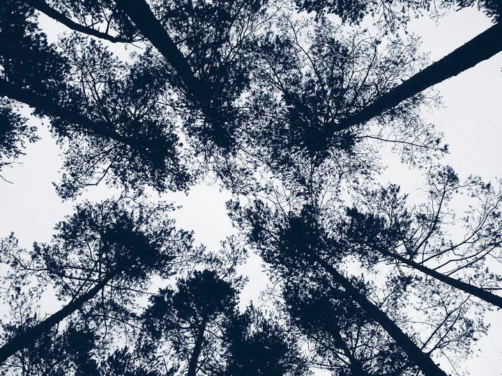 trees