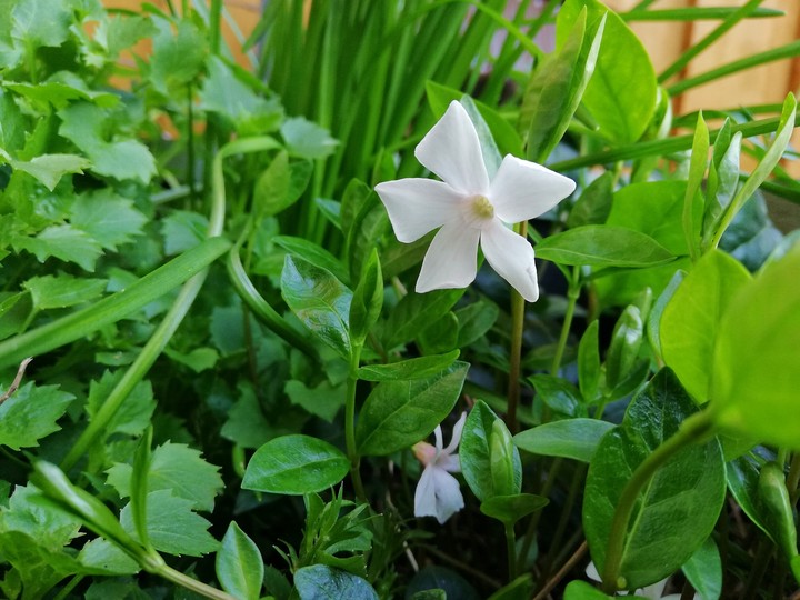 ❤️Pure White Little Flower❤️