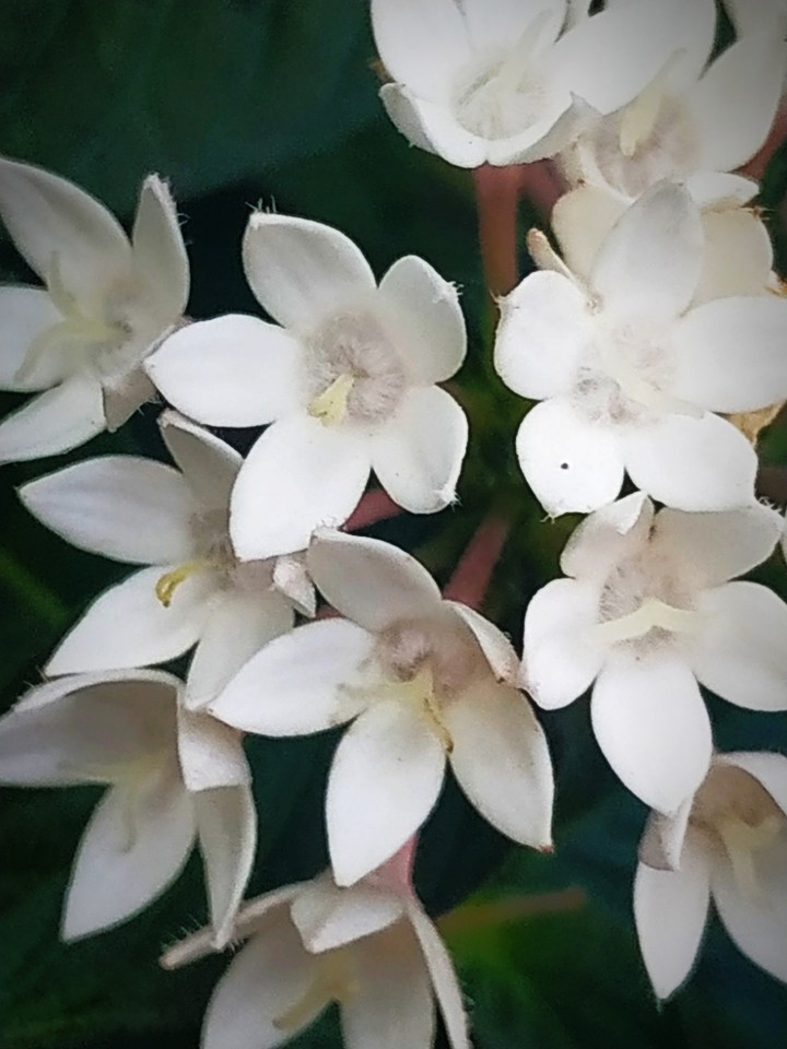 white flowers