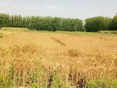 golden crops