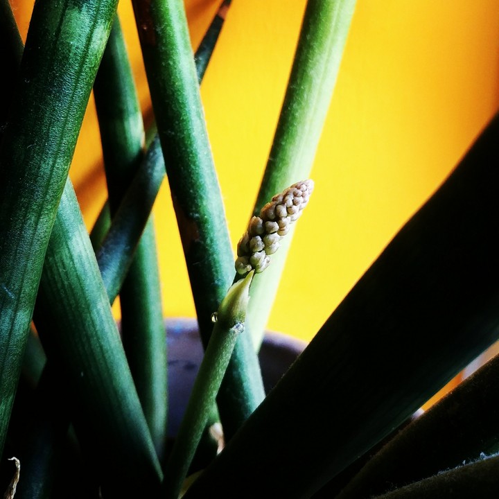 plant