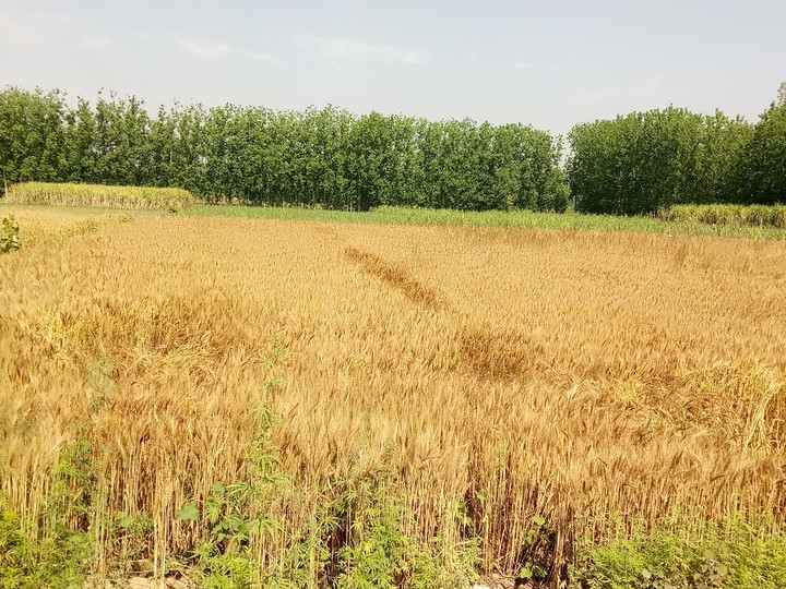 golden crops