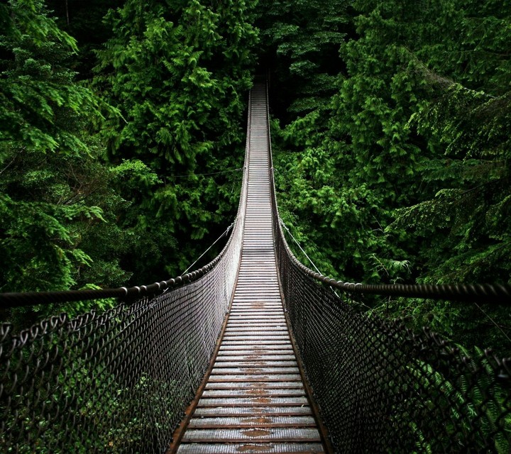 Jungle Brige Path of trees