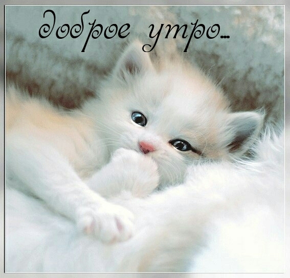 МИ-МИ-КОТИК
