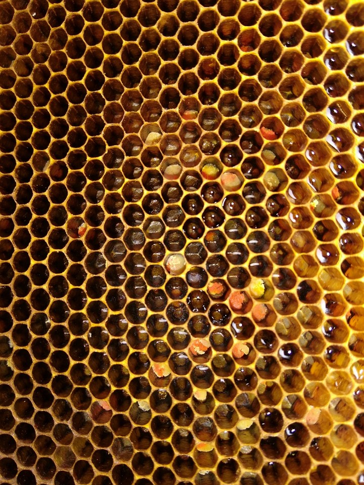 Honey Bee hive