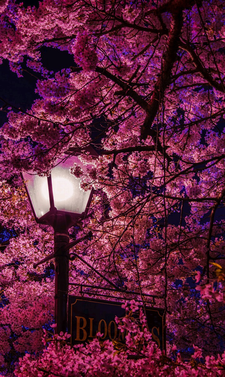 Cherry blossoms
