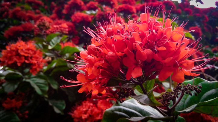 flowers
