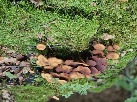 Leaf, Fungus, Nature