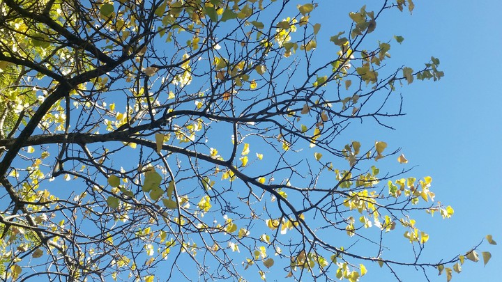AUTUMN CALLS
