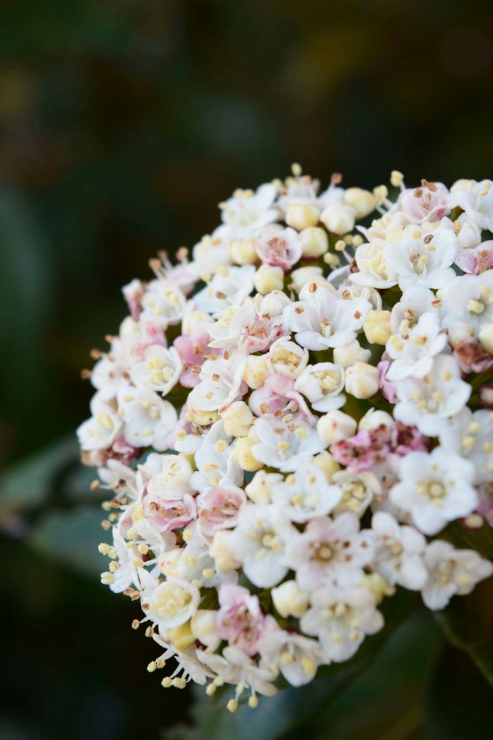 Pastel flowers