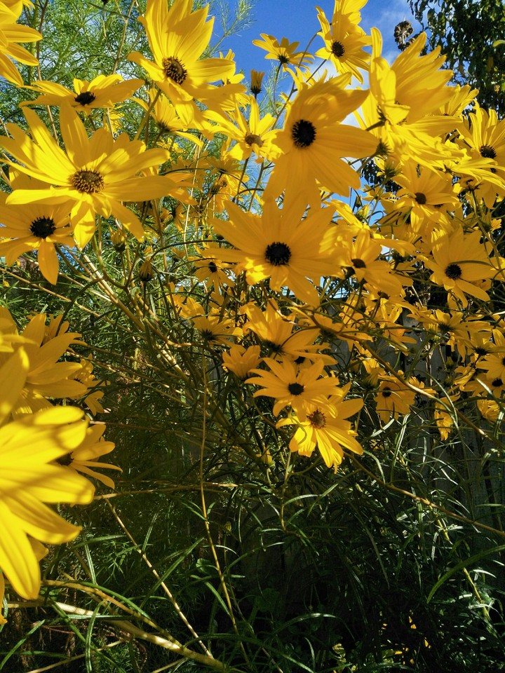 Yellow flowers