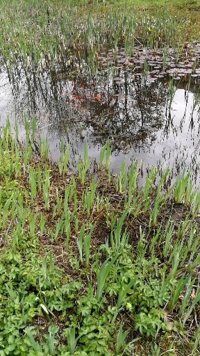 Goldfische im Teich