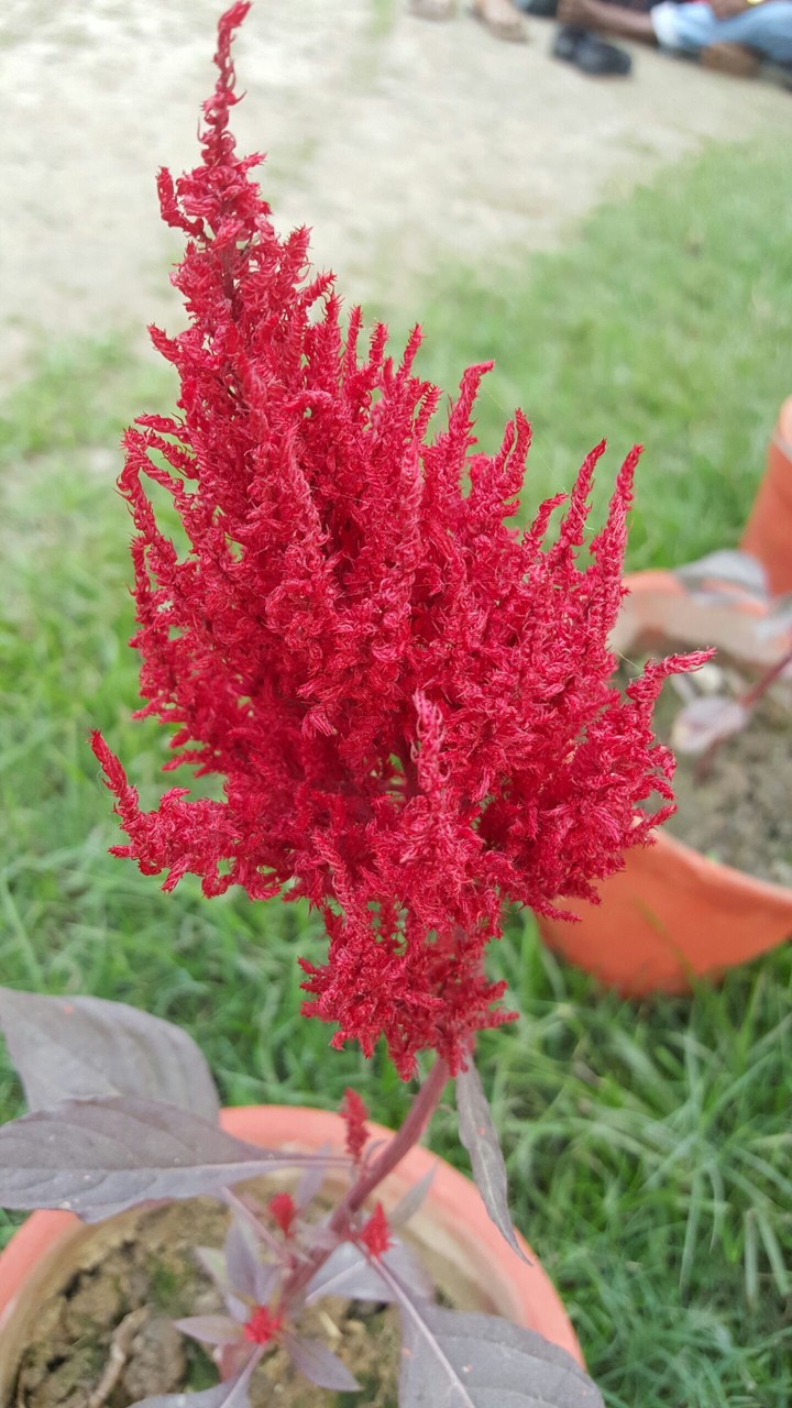 redred