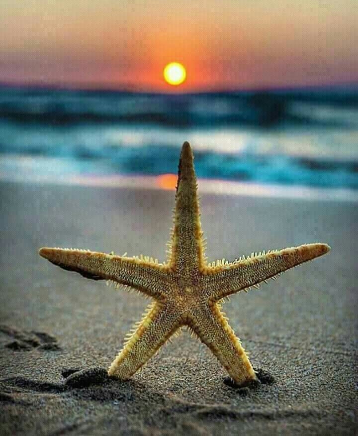 mare