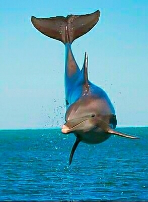 A Ham Breach