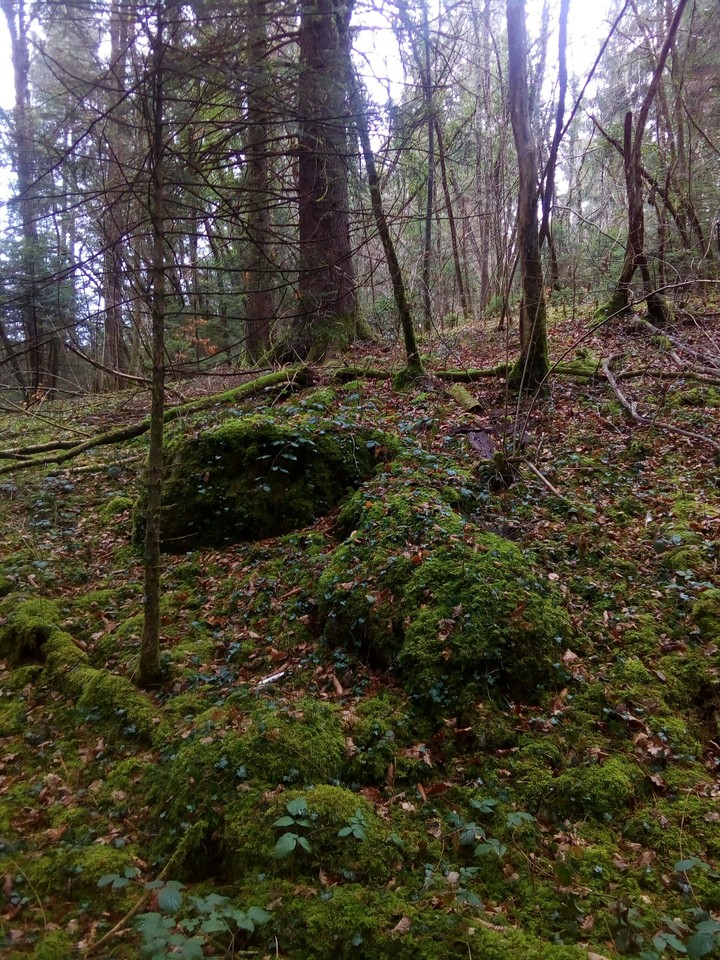forêt et rochers