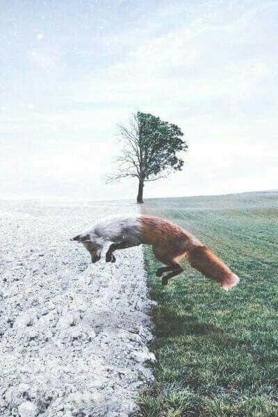 #fox
