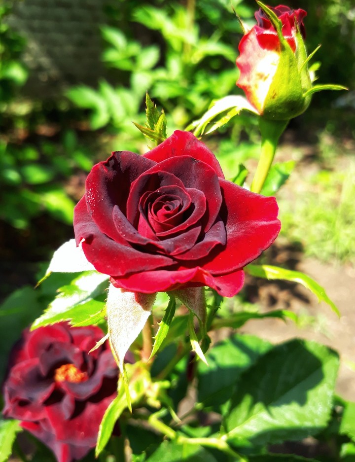 red rose