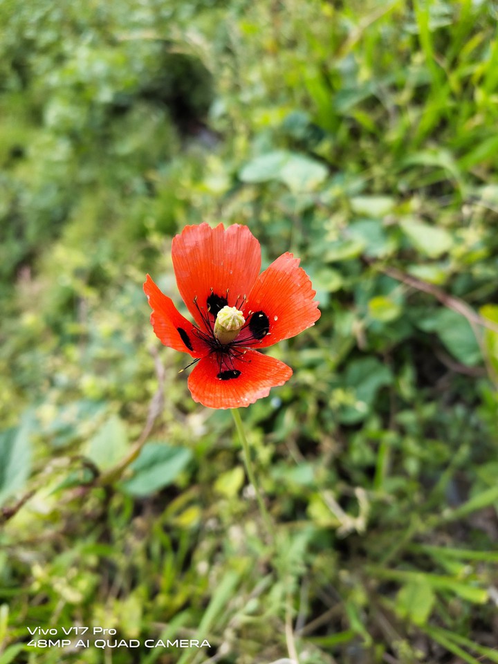 Orange Flower