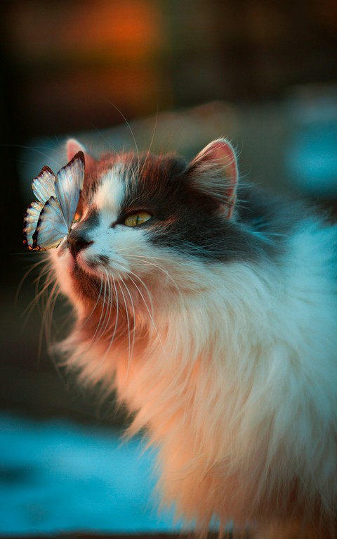 cat